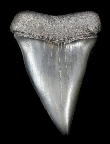 Large, Fossil Mako Shark Tooth - South Carolina #36730